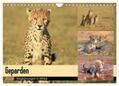 Herzog |  Geparden - Begegnungen in Afrika (Wandkalender 2024 DIN A4 quer), CALVENDO Monatskalender | Sonstiges |  Sack Fachmedien