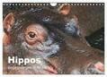Herzog |  Hippos - Begegnungen in Afrika (Wandkalender 2024 DIN A4 quer), CALVENDO Monatskalender | Sonstiges |  Sack Fachmedien