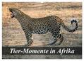 Janssen / Janßen |  Tier-Momente in Afrika (Wandkalender 2024 DIN A2 quer), CALVENDO Monatskalender | Sonstiges |  Sack Fachmedien