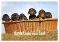 Müller |  Hundekinder vom Land (Tischkalender 2024 DIN A5 quer), CALVENDO Monatskalender | Sonstiges |  Sack Fachmedien