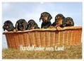 Müller |  Hundekinder vom Land (Wandkalender 2024 DIN A3 quer), CALVENDO Monatskalender | Sonstiges |  Sack Fachmedien