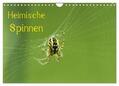 Schäfer |  Heimische Spinnen (Wandkalender 2024 DIN A4 quer), CALVENDO Monatskalender | Sonstiges |  Sack Fachmedien