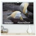 Krause |  Galapagos. Fauna hautnah (hochwertiger Premium Wandkalender 2024 DIN A2 quer), Kunstdruck in Hochglanz | Sonstiges |  Sack Fachmedien