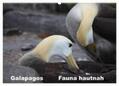 Krause |  Galapagos. Fauna hautnah (Wandkalender 2024 DIN A2 quer), CALVENDO Monatskalender | Sonstiges |  Sack Fachmedien