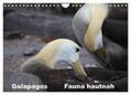Krause |  Galapagos. Fauna hautnah (Wandkalender 2024 DIN A4 quer), CALVENDO Monatskalender | Sonstiges |  Sack Fachmedien