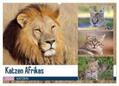Herzog |  Katzen Afrikas (Wandkalender 2024 DIN A2 quer), CALVENDO Monatskalender | Sonstiges |  Sack Fachmedien
