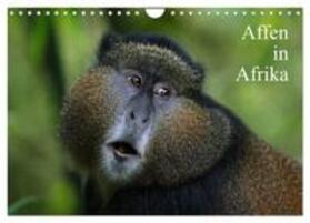 Herzog | Affen in Afrika (Wandkalender 2024 DIN A4 quer), CALVENDO Monatskalender | Sonstiges | 978-3-383-52608-4 | sack.de
