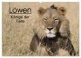 Sander |  Löwen - Könige der Tiere (Wandkalender 2024 DIN A2 quer), CALVENDO Monatskalender | Sonstiges |  Sack Fachmedien