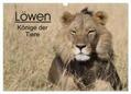 Sander |  Löwen - Könige der Tiere (Wandkalender 2024 DIN A3 quer), CALVENDO Monatskalender | Sonstiges |  Sack Fachmedien