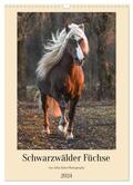 Hahn |  Schwarzwälder Füchse von Julia Hahn Photography (Wandkalender 2024 DIN A3 hoch), CALVENDO Monatskalender | Sonstiges |  Sack Fachmedien