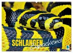 CALVENDO |  Schlangen: Zupackend (Wandkalender 2025 DIN A2 quer), CALVENDO Monatskalender | Sonstiges |  Sack Fachmedien