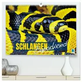 CALVENDO |  Schlangen: Zupackend (hochwertiger Premium Wandkalender 2025 DIN A2 quer), Kunstdruck in Hochglanz | Sonstiges |  Sack Fachmedien