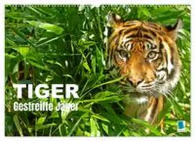 CALVENDO |  Tiger: Gestreifte Jäger (Wandkalender 2025 DIN A2 quer), CALVENDO Monatskalender | Sonstiges |  Sack Fachmedien