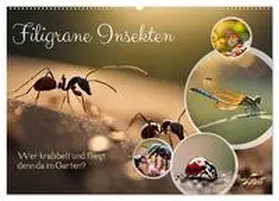 CALVENDO / Kleemann |  Filigrane Insekten (Wandkalender 2025 DIN A2 quer), CALVENDO Monatskalender | Sonstiges |  Sack Fachmedien
