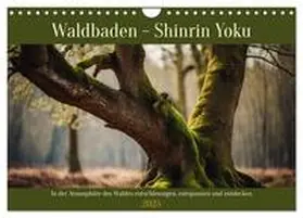 CALVENDO / Kleemann |  Waldbaden - Shinrin Yoku (Wandkalender 2025 DIN A4 quer), CALVENDO Monatskalender | Sonstiges |  Sack Fachmedien