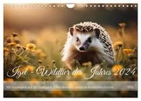 CALVENDO / Kleemann |  Igel - Wildtier des Jahres 2024 (Wandkalender 2025 DIN A4 quer), CALVENDO Monatskalender | Sonstiges |  Sack Fachmedien