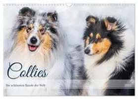 CALVENDO / Starick |  Collies - die schönsten Hunde der Welt (Wandkalender 2025 DIN A3 quer), CALVENDO Monatskalender | Sonstiges |  Sack Fachmedien