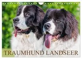 CALVENDO / Starick |  Traumhund Landseer (Wandkalender 2025 DIN A4 quer), CALVENDO Monatskalender | Sonstiges |  Sack Fachmedien