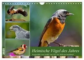 CALVENDO / Kleemann |  Heimische Vögel des Jahres (Wandkalender 2025 DIN A4 quer), CALVENDO Monatskalender | Sonstiges |  Sack Fachmedien