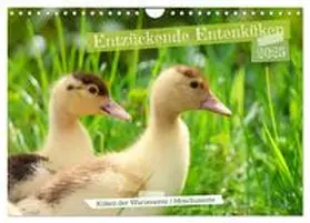 CALVENDO / Löwer |  Entzückende Entenküken (Wandkalender 2025 DIN A4 quer), CALVENDO Monatskalender | Sonstiges |  Sack Fachmedien