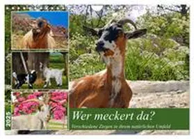 CALVENDO / Kleemann |  Wer meckert da? (Wandkalender 2025 DIN A4 quer), CALVENDO Monatskalender | Sonstiges |  Sack Fachmedien