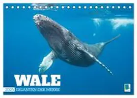 CALVENDO |  Wale: Giganten der Meere (Tischkalender 2025 DIN A5 quer), CALVENDO Monatskalender | Sonstiges |  Sack Fachmedien
