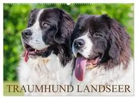 CALVENDO / Starick |  Traumhund Landseer (Wandkalender 2025 DIN A2 quer), CALVENDO Monatskalender | Sonstiges |  Sack Fachmedien