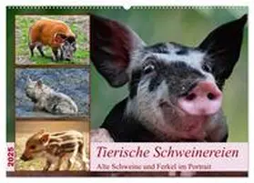 CALVENDO / Kleemann |  Tierische Schweinereien (Wandkalender 2025 DIN A2 quer), CALVENDO Monatskalender | Sonstiges |  Sack Fachmedien