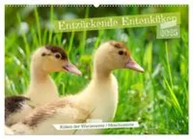 CALVENDO / Löwer |  Entzückende Entenküken (Wandkalender 2025 DIN A2 quer), CALVENDO Monatskalender | Sonstiges |  Sack Fachmedien