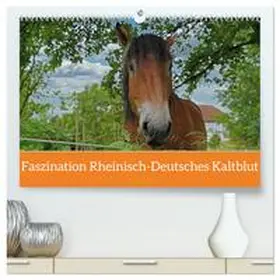 CALVENDO / Paul - Babetts Bildergalerie |  Faszination Rheinisch-Deutsches Kaltblut (hochwertiger Premium Wandkalender 2025 DIN A2 quer), Kunstdruck in Hochglanz | Sonstiges |  Sack Fachmedien