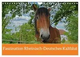 CALVENDO / Paul - Babetts Bildergalerie |  Faszination Rheinisch-Deutsches Kaltblut (Wandkalender 2025 DIN A4 quer), CALVENDO Monatskalender | Sonstiges |  Sack Fachmedien
