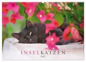 CALVENDO / Krutz |  Inselkatzen (Wandkalender 2025 DIN A2 quer), CALVENDO Monatskalender | Sonstiges |  Sack Fachmedien