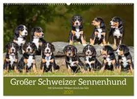 CALVENDO / Starick |  Großer Schweizer Sennenhund - Mit Schweizer Welpen durch das Jahr (Wandkalender 2025 DIN A2 quer), CALVENDO Monatskalender | Sonstiges |  Sack Fachmedien