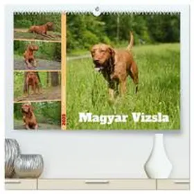 CALVENDO / Paul - Babetts Bildergalerie |  Faszination Magyar Vizsla (hochwertiger Premium Wandkalender 2025 DIN A2 quer), Kunstdruck in Hochglanz | Sonstiges |  Sack Fachmedien