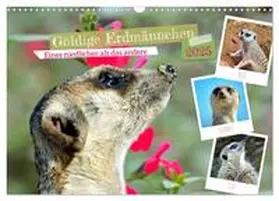 CALVENDO / Kleemann |  Goldige Erdmännchen (Wandkalender 2025 DIN A3 quer), CALVENDO Monatskalender | Sonstiges |  Sack Fachmedien