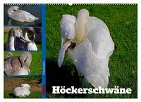 CALVENDO / Paul - Babetts Bildergalerie |  Faszination Höckerschwäne (Wandkalender 2025 DIN A2 quer), CALVENDO Monatskalender | Sonstiges |  Sack Fachmedien