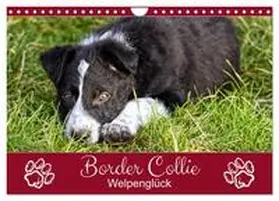 CALVENDO / Löwer |  Border Collie - Welpenglück (Wandkalender 2025 DIN A4 quer), CALVENDO Monatskalender | Sonstiges |  Sack Fachmedien