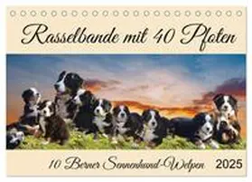 CALVENDO / Kleemann |  Rasselbande mit 40 Pfoten (Tischkalender 2025 DIN A5 quer), CALVENDO Monatskalender | Sonstiges |  Sack Fachmedien