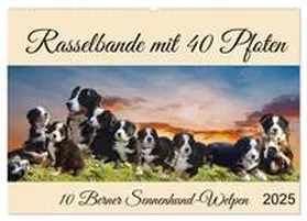 CALVENDO / Kleemann |  Rasselbande mit 40 Pfoten (Wandkalender 2025 DIN A2 quer), CALVENDO Monatskalender | Sonstiges |  Sack Fachmedien