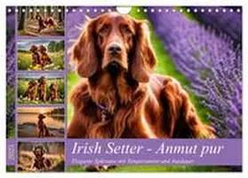 CALVENDO / Kleemann |  Irish Setter - Anmut pur (Wandkalender 2025 DIN A4 quer), CALVENDO Monatskalender | Sonstiges |  Sack Fachmedien