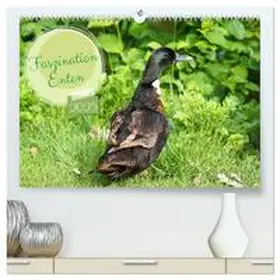 CALVENDO / Paul - Babetts Bildergalerie |  Faszination Enten (hochwertiger Premium Wandkalender 2025 DIN A2 quer), Kunstdruck in Hochglanz | Sonstiges |  Sack Fachmedien