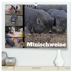 CALVENDO / Paul - Babetts Bildergalerie |  Faszination Minischweine (hochwertiger Premium Wandkalender 2025 DIN A2 quer), Kunstdruck in Hochglanz | Sonstiges |  Sack Fachmedien