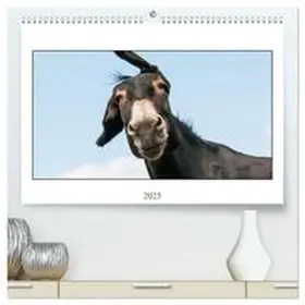 CALVENDO / Bölts |  Esel Lebensfreude - Spaß mit Langohren (hochwertiger Premium Wandkalender 2025 DIN A2 quer), Kunstdruck in Hochglanz | Sonstiges |  Sack Fachmedien