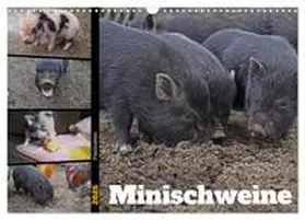 CALVENDO / Paul - Babetts Bildergalerie |  Faszination Minischweine (Wandkalender 2025 DIN A3 quer), CALVENDO Monatskalender | Sonstiges |  Sack Fachmedien