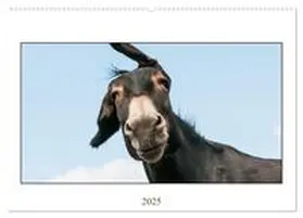 CALVENDO / Bölts |  Esel Lebensfreude - Spaß mit Langohren (Wandkalender 2025 DIN A2 quer), CALVENDO Monatskalender | Sonstiges |  Sack Fachmedien