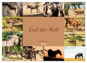 CALVENDO / Bölts |  Esel der Welt - Lieblings Langohren (Wandkalender 2025 DIN A3 quer), CALVENDO Monatskalender | Sonstiges |  Sack Fachmedien