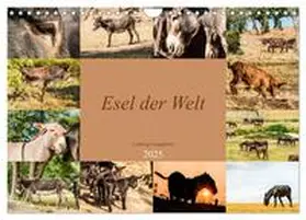 CALVENDO / Bölts |  Esel der Welt - Lieblings Langohren (Wandkalender 2025 DIN A4 quer), CALVENDO Monatskalender | Sonstiges |  Sack Fachmedien