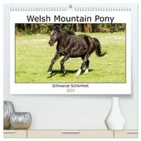 CALVENDO / Bölts |  Welsh Mountain Pony - Schwarze Schönheit (hochwertiger Premium Wandkalender 2025 DIN A2 quer), Kunstdruck in Hochglanz | Sonstiges |  Sack Fachmedien