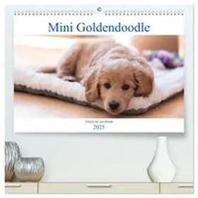 CALVENDO / Schulz |  Mini Goldendoodle - Glück ist ein Hund (hochwertiger Premium Wandkalender 2025 DIN A2 quer), Kunstdruck in Hochglanz | Sonstiges |  Sack Fachmedien