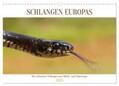 Simlinger / CALVENDO |  Schlangen Europas (Wandkalender 2025 DIN A3 quer), CALVENDO Monatskalender | Sonstiges |  Sack Fachmedien